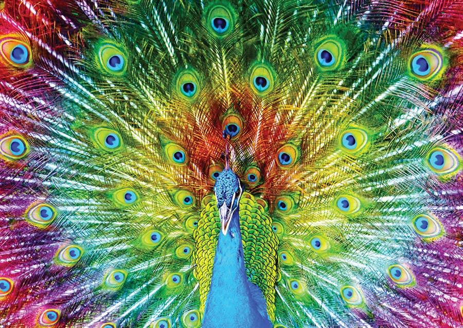 Colorful Peacock 1000pc Enjoy Puzzle