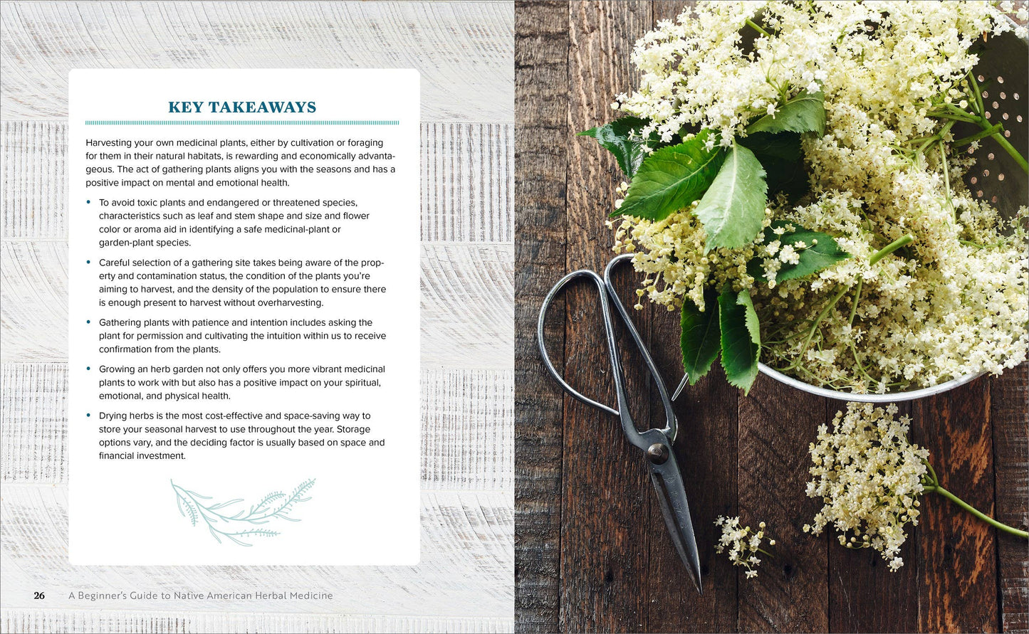 Beginner's Guide to Native American Herbal Medicine