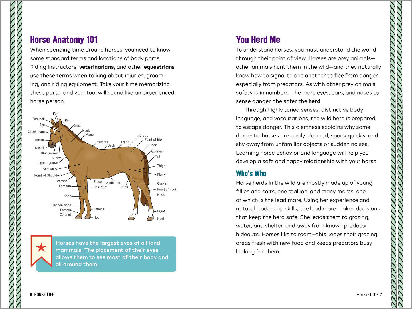 Horse Life: The Ultimate Guide to Caring for and Riding Horses for Kids